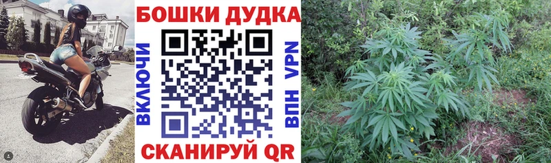 где можно купить наркотик  Калач-на-Дону  МЕГА зеркало  Каннабис семена 